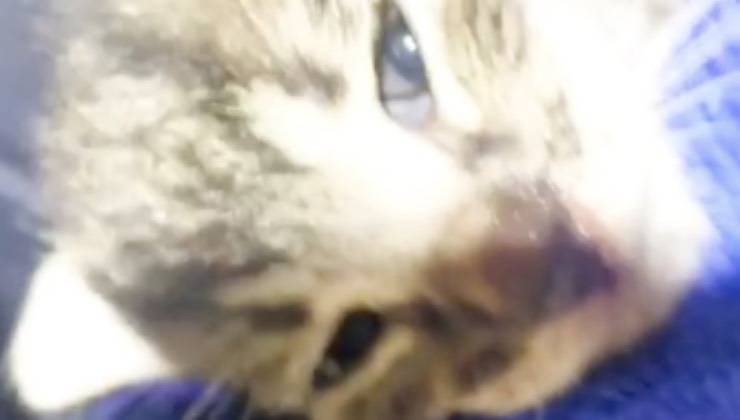 gattino massaggio apre occhi