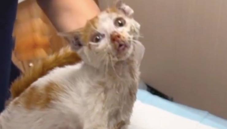 gattino solo spaventato aiuto