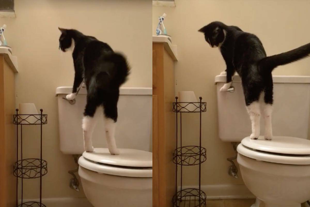 Gatto educazione problema economico