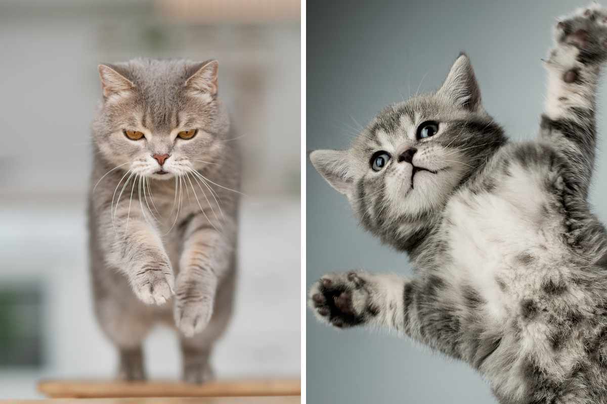 gatto che salta