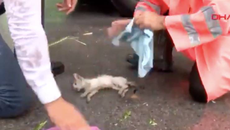 gatto pericolo asfalto Şans