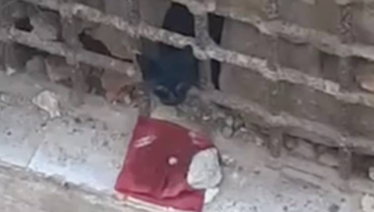 gatto finestra vigili fuoco