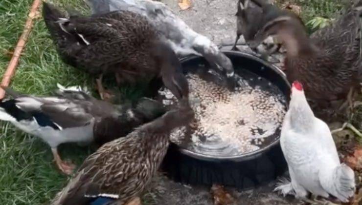 gallina anatra fattoria volatili