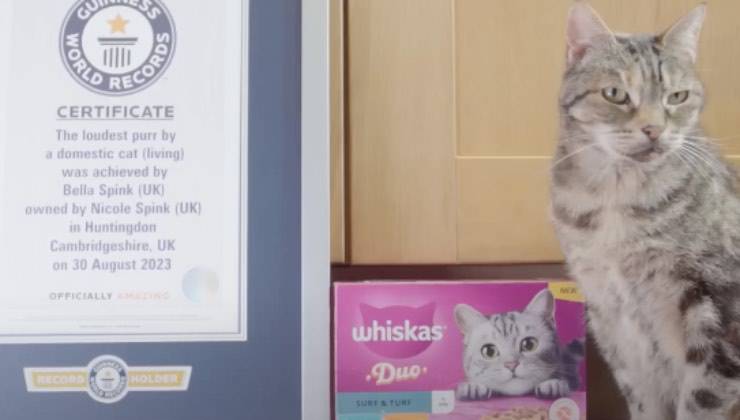 gattina Guinness world records
