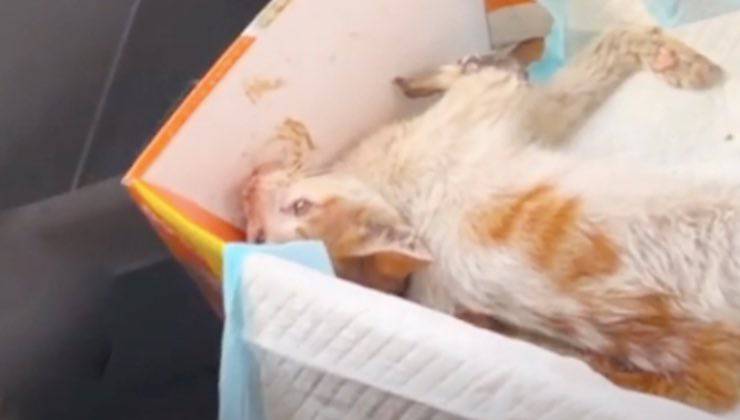 gattino orfano salvataggio radiografia