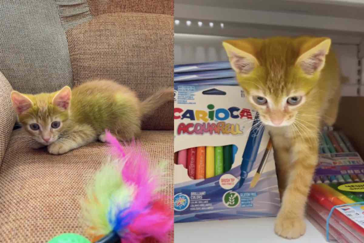 Gatto colore verde eraser