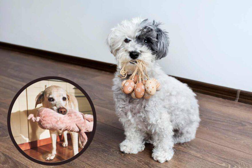 cane con oggetti in bocca