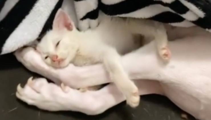 gattina benefica presenza fido 