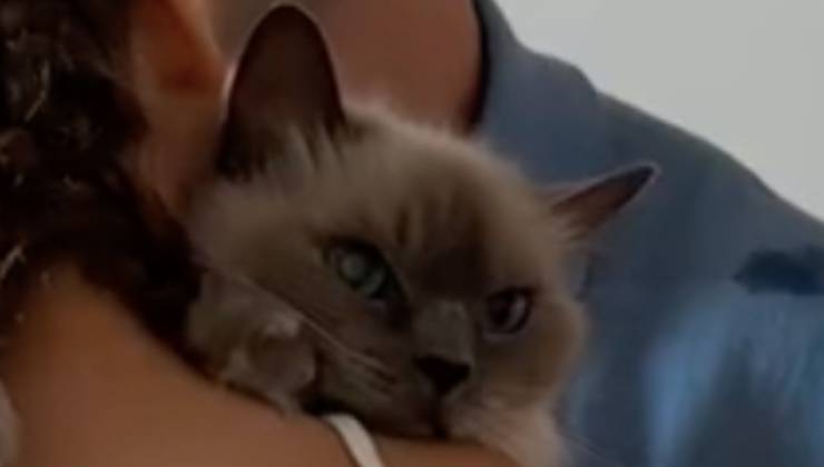 gatto bimba dimostrazione amore