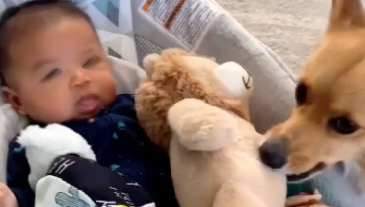 cane premuroso consegna leoncino 