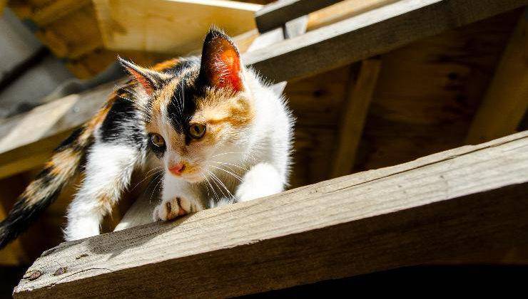 gatto che osserva dall'alto