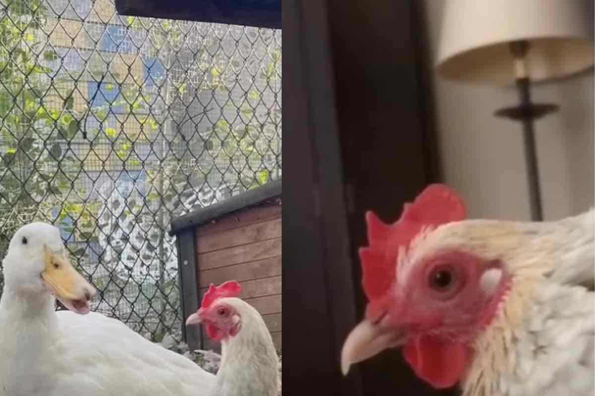 Gallina solitaria stringe amicizie