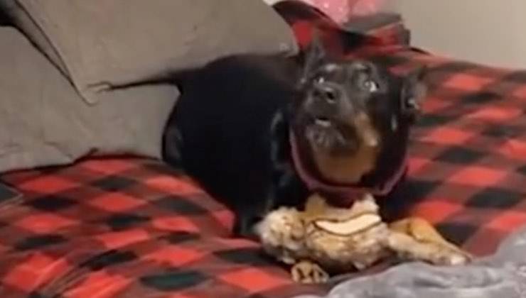 veterinario reazione cane letto