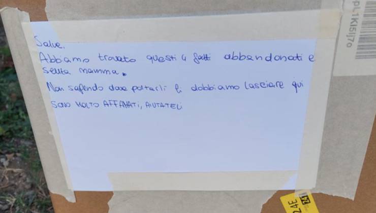 gattini richiesta aiuto rifugio 