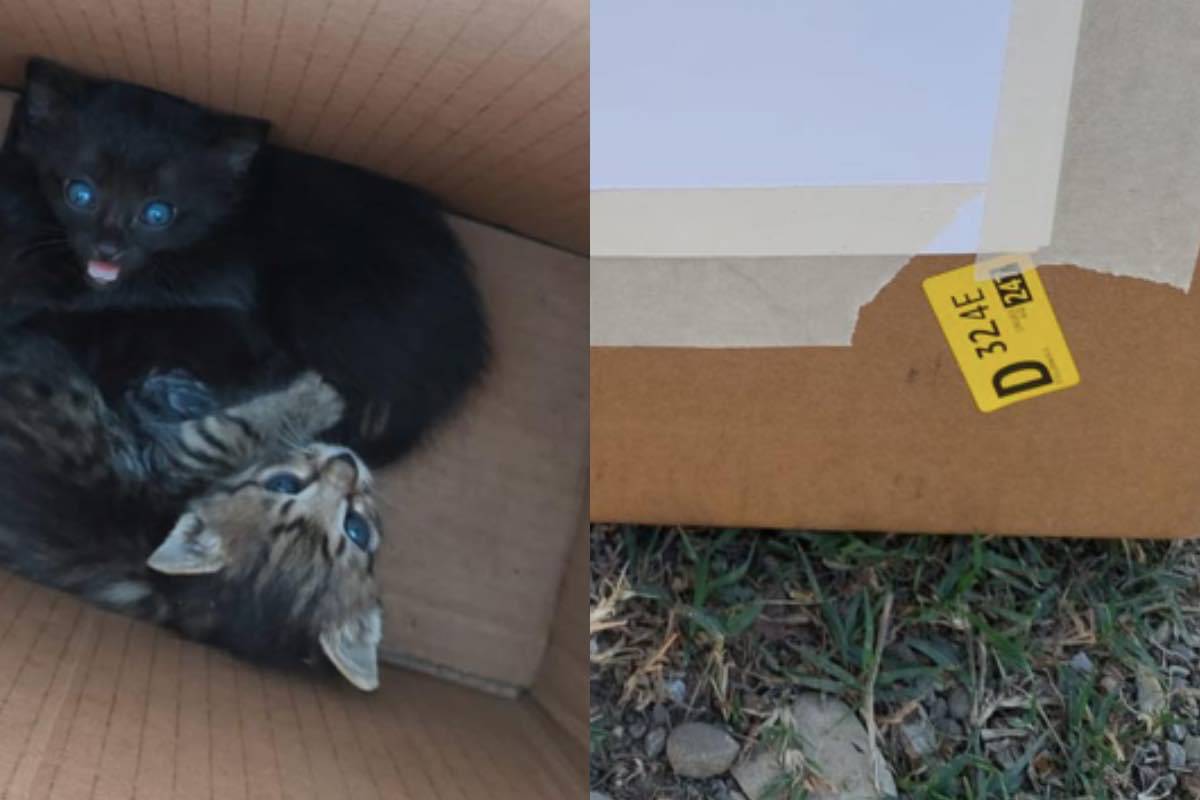 Gattini abbandonati scatola biglietto