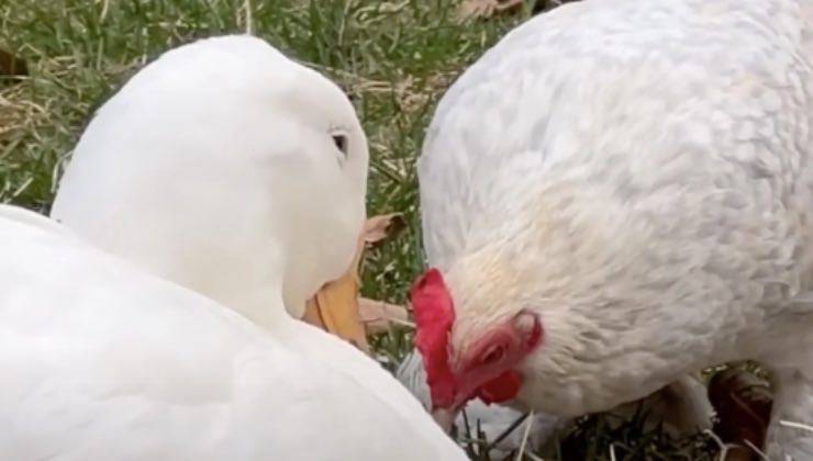 gallina dot recupero sola