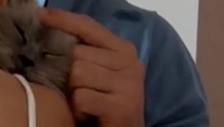 gatto carezze momento sconforto