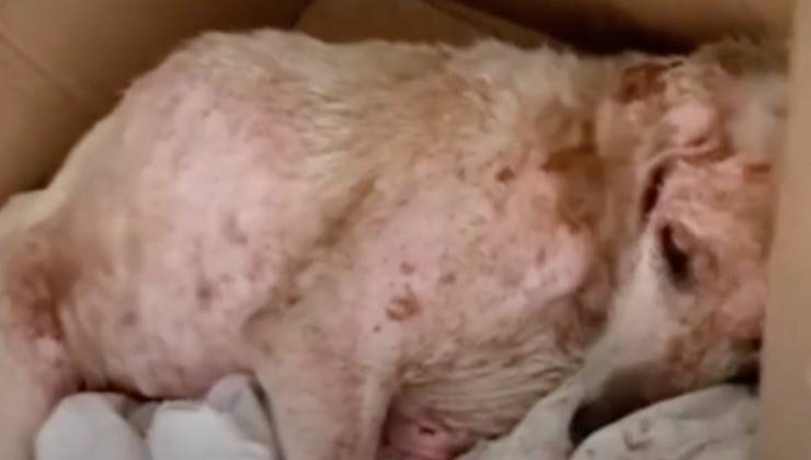 fido disperato condizione salute