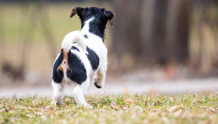 cane cammina all'indietro