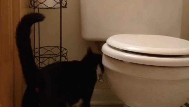 gatto aumento bolletta leggendaria