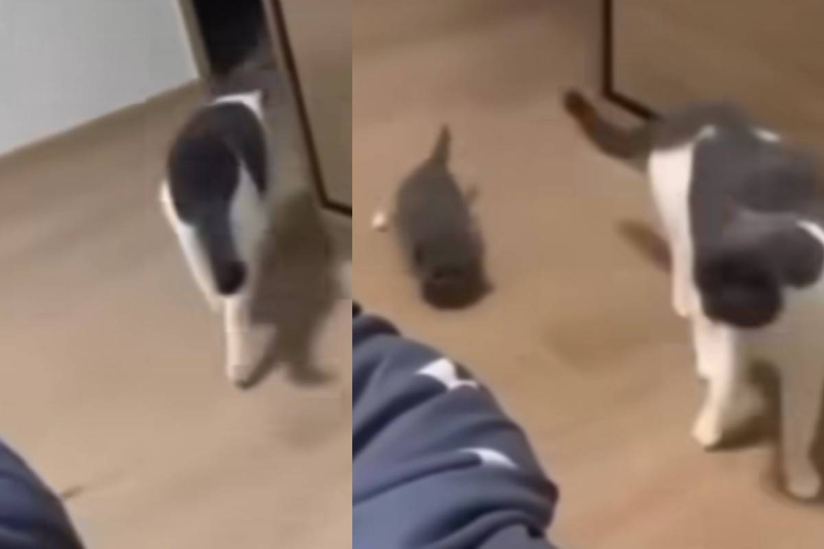 routine mamma gatta