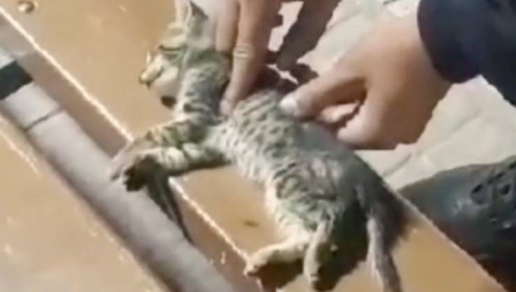 gattino precipitato strada soccorso