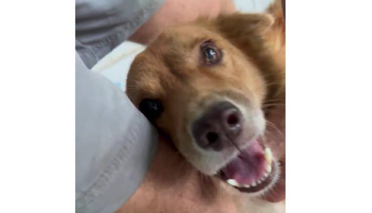 cane attaccato da altri cani