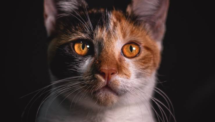 Occhi del gatto che brillano