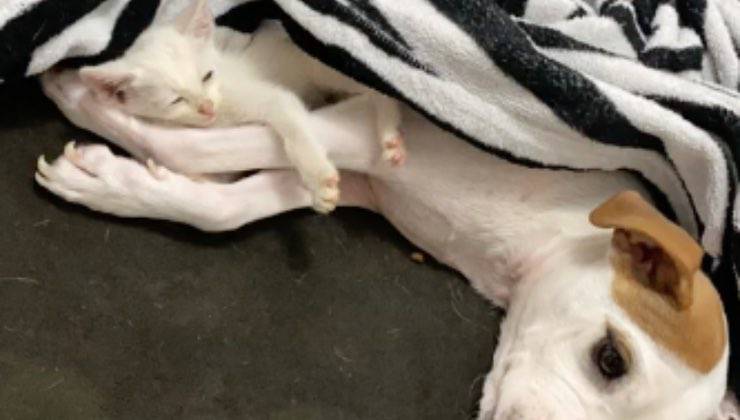cagnolina monosside micio bianco 