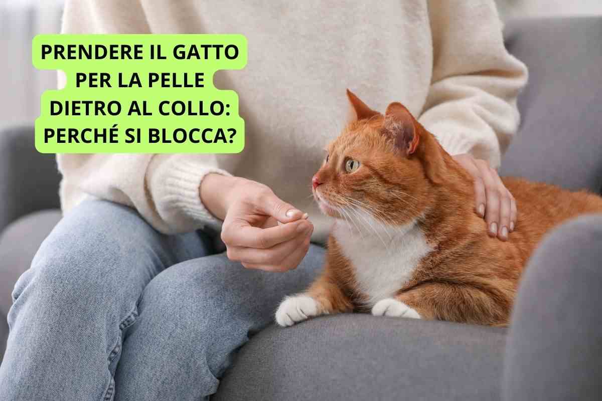 prendere gatto per la pelle dietro al collo