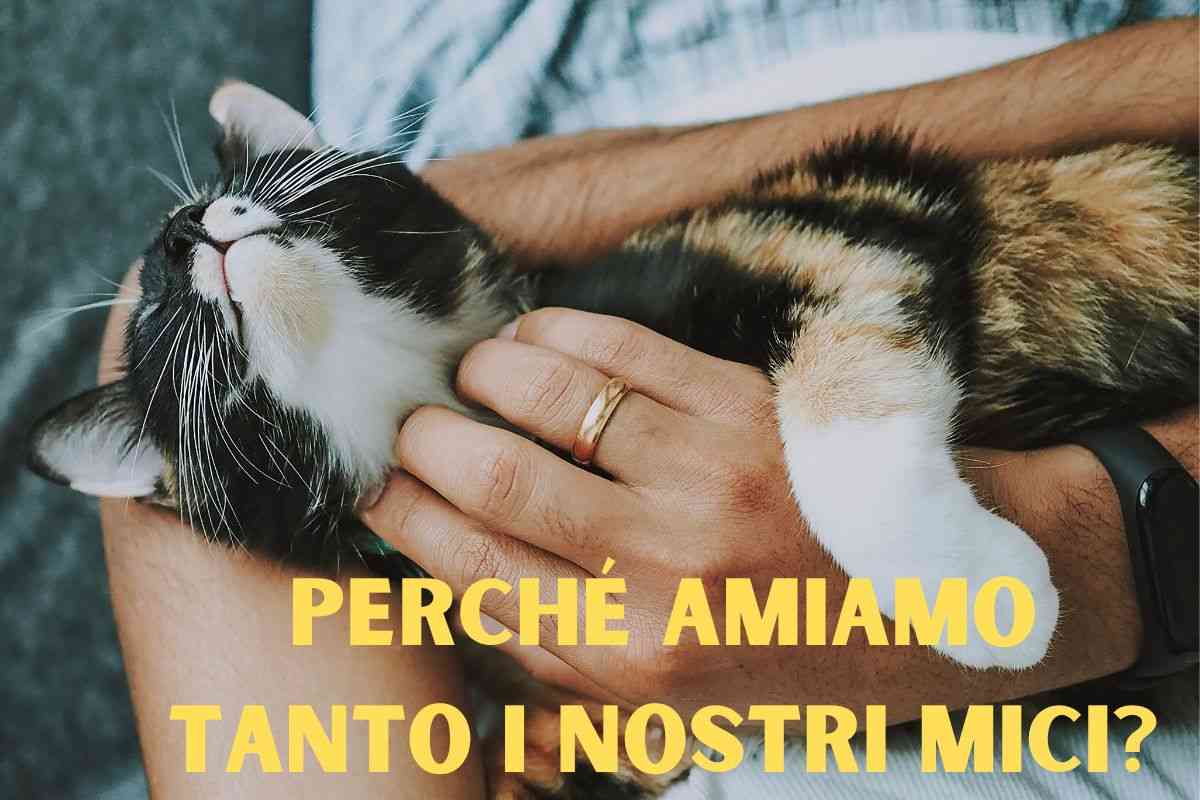 Perché amiamo così tanto i gatti Perché amiamo tanto i nostri mici