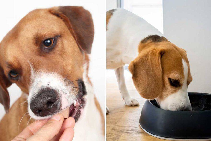 cane mangia