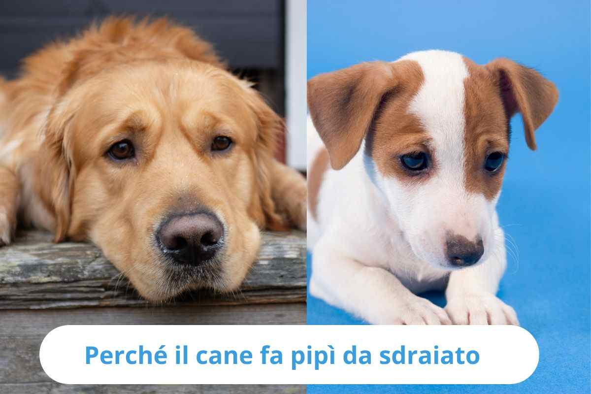 Cani sdraiati