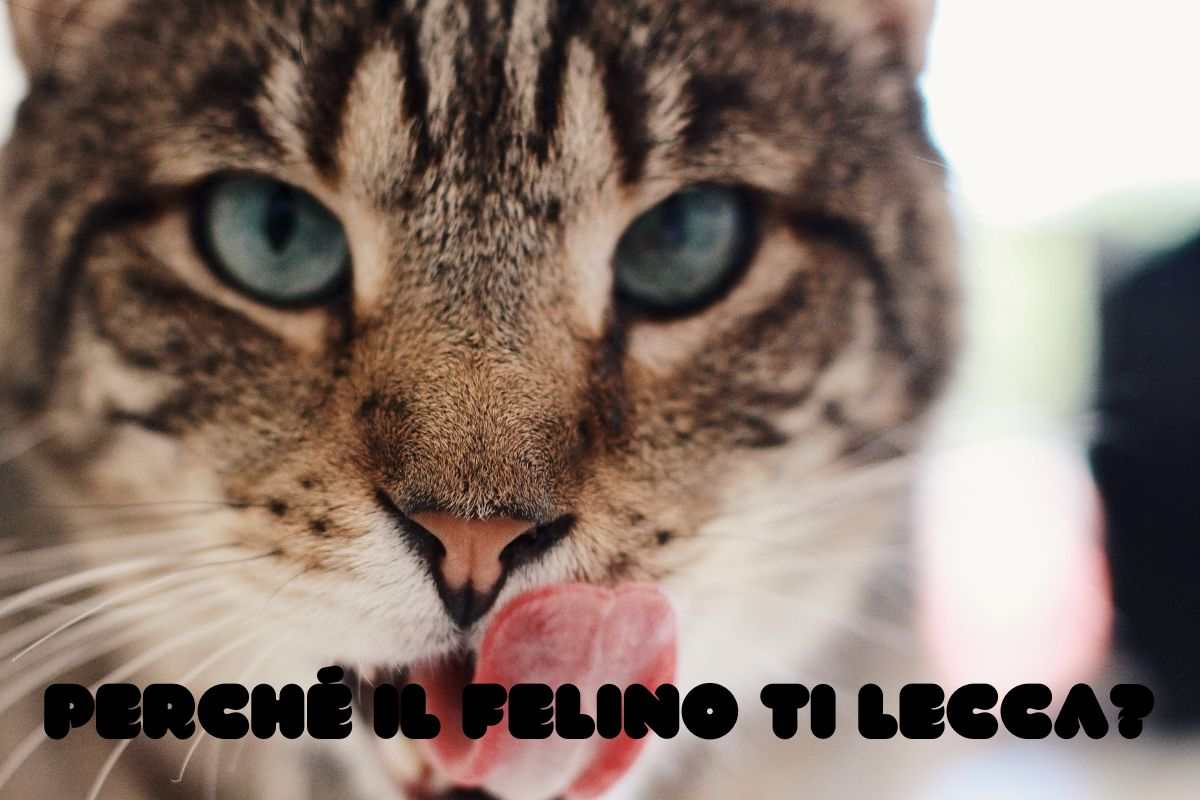 Perché il gatto mi lecca Perché micio ti lecca