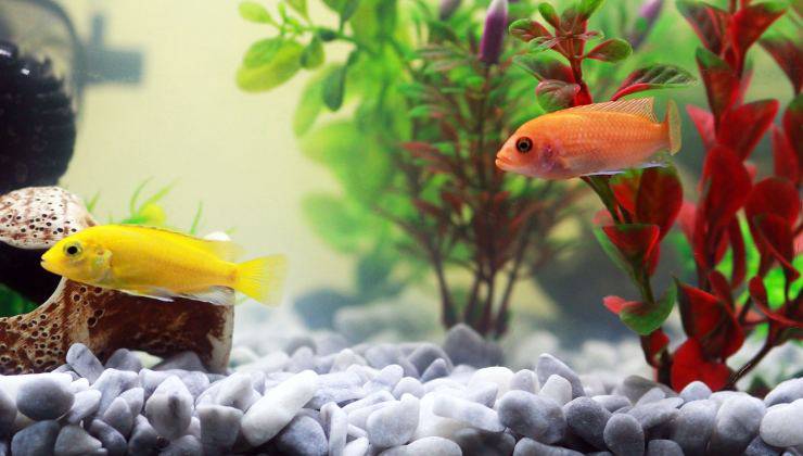Pesciolini nell'acquario