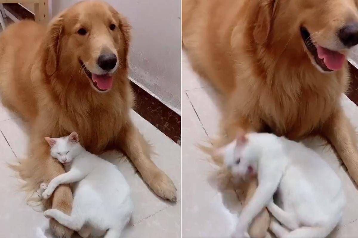 gatto amico cane