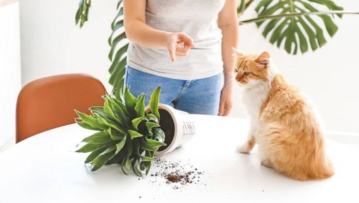 Sgridare il gatto