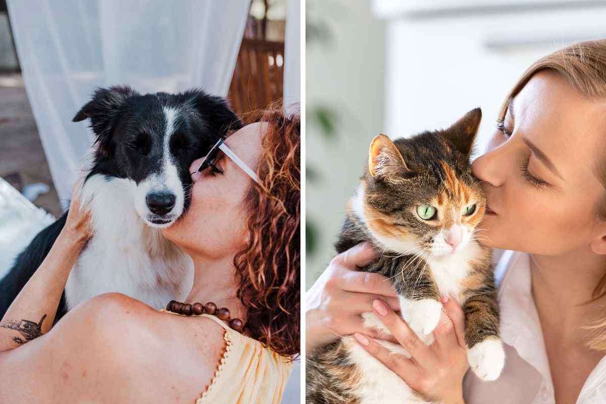 Amiamo più i cani o più i gatti