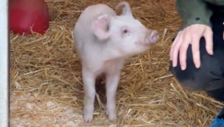 maialino pioggia terapia intelligenza