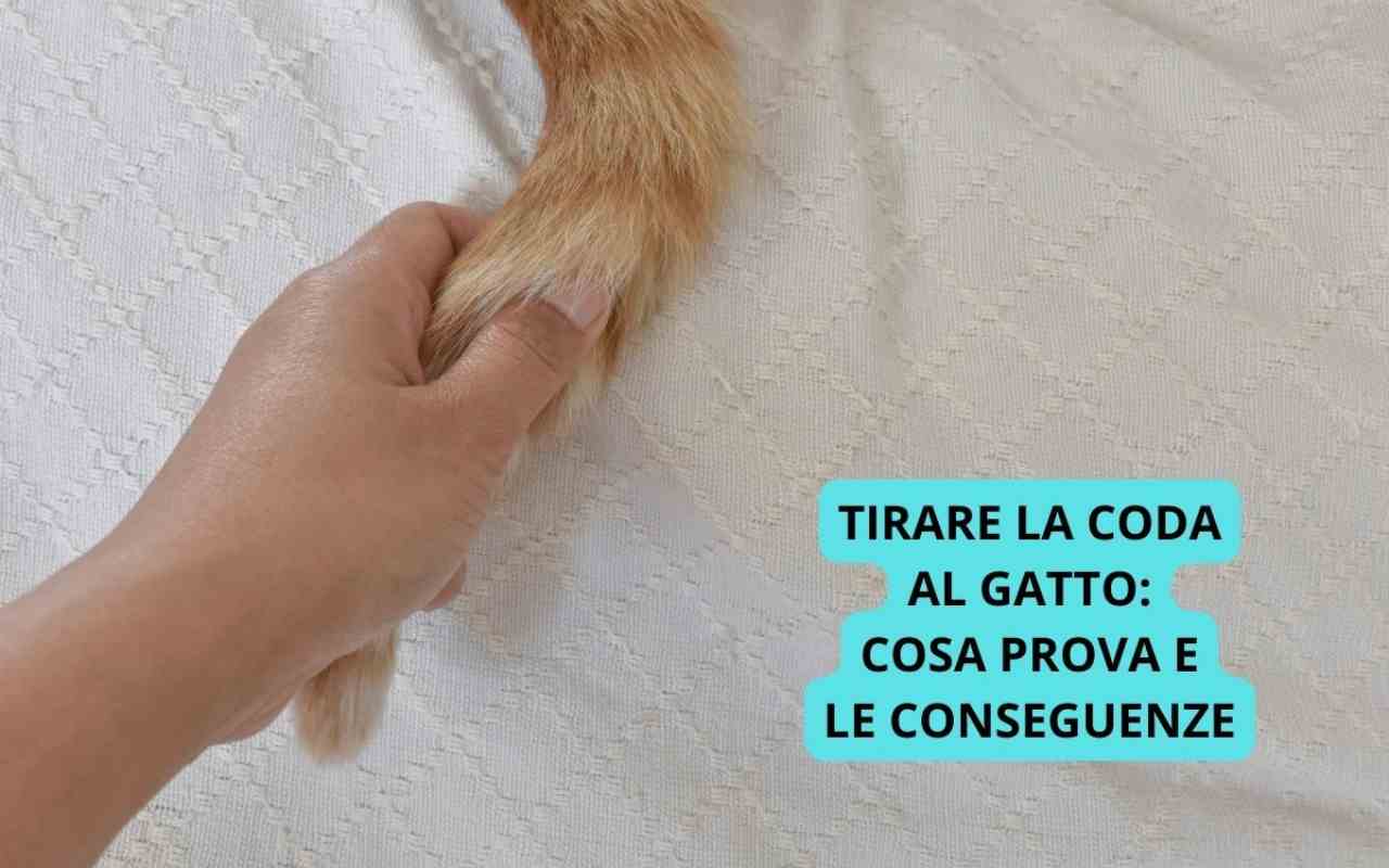 tirare coda al gatto