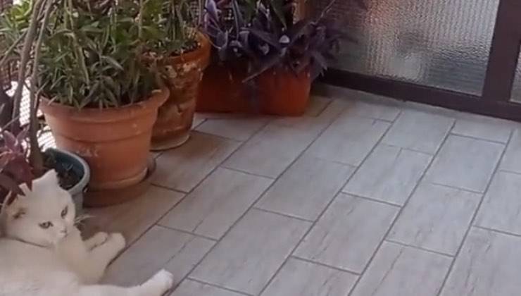 gatti appuntamento 2 anni