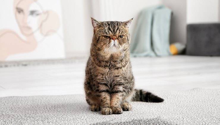 gatto urina
