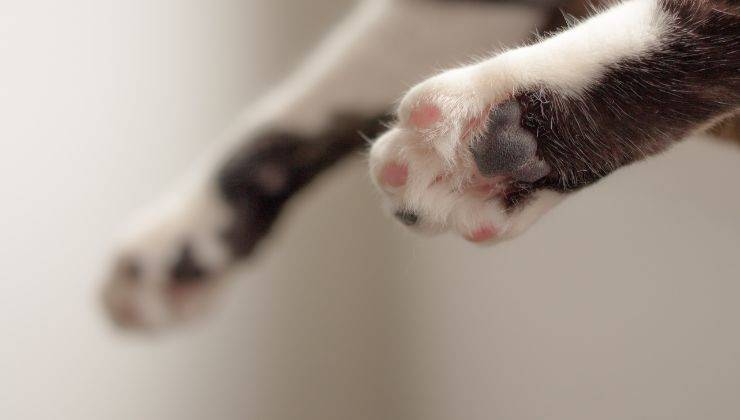 Zampe del gatto