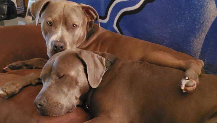 cani abbracciati pit bull