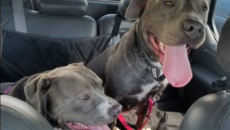 cani abbracciati adottati insieme