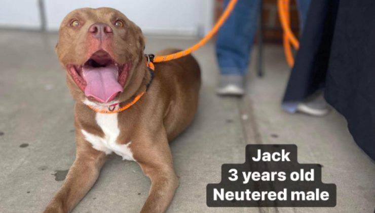 cane Jack adozione triste