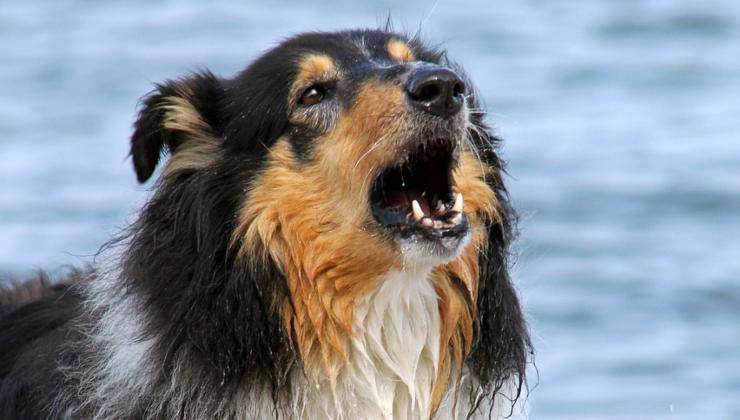 cane abbaia in spiaggia
