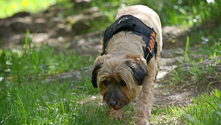 Cane annusa e cerca