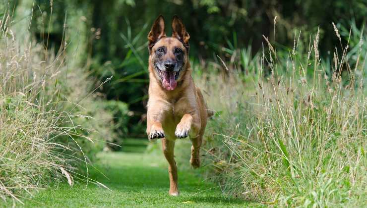 cane che corre nell'erba