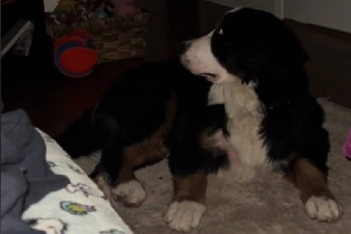 cane guarda la tv
